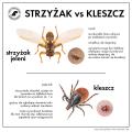 strzyżak a kleszcz.jpg